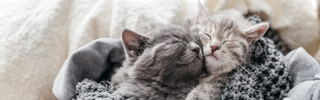Vì sao mèo ngủ nhiều?